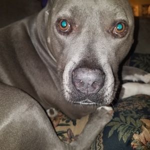 Meet your Posher, Joyce